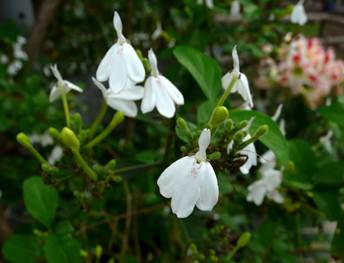 Description: Description: Description: Description: Description: Description: http://www.bloggang.com/data/c/calalily/picture/1365065640.jpg