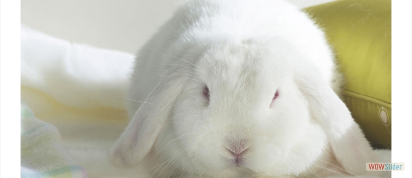 White Holland Lop